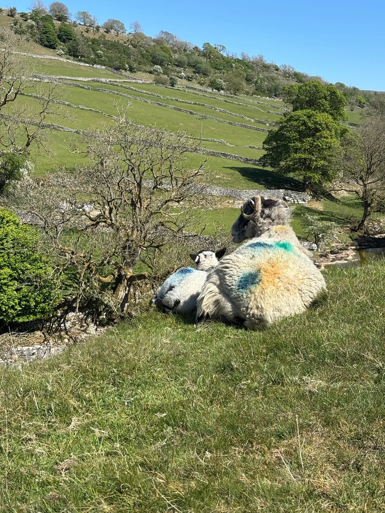 All Creatures Great & Small private day tour — James Herriot country in the Yorkshire Dales